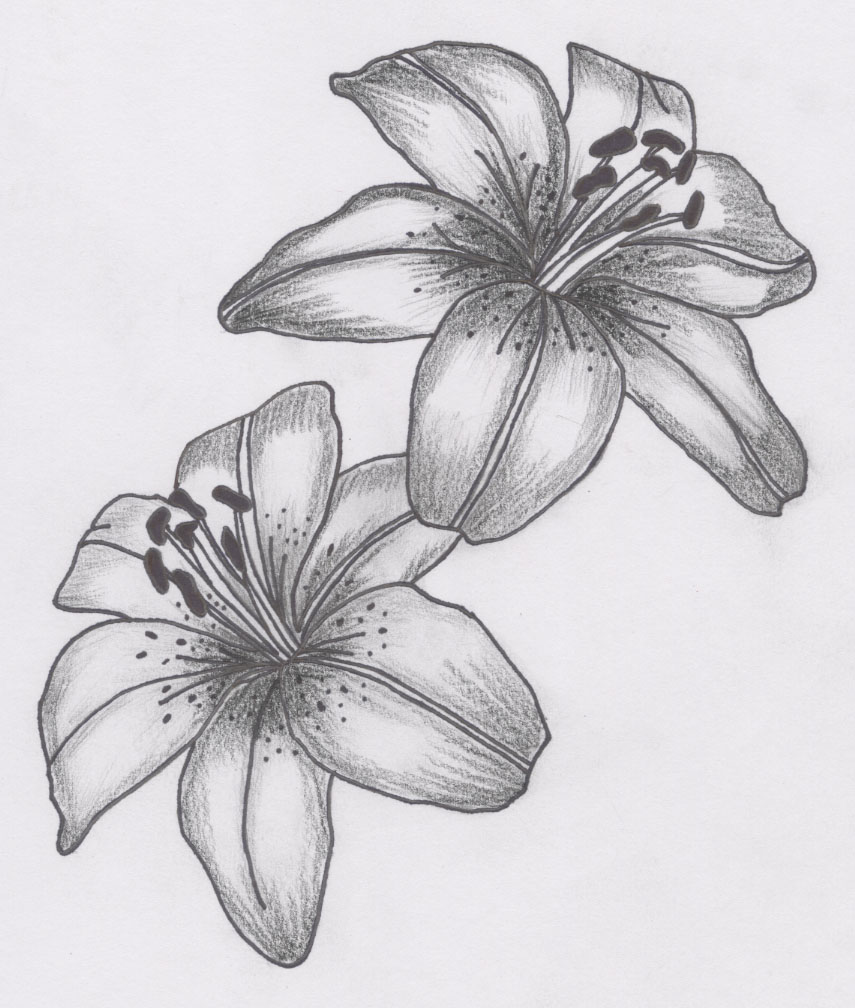 855x1008 Stars N Pink Lily Tattoo Image Tattoo Ideas - Lily Tattoo Drawing