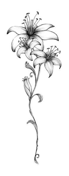 236x595 Small Lily Tattoos Ideas - Lily Tattoo Drawing