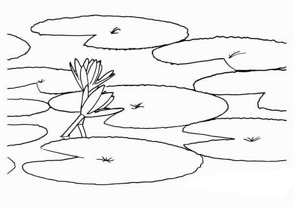600x424 how to draw lily pad coloring - Lilypad Drawing