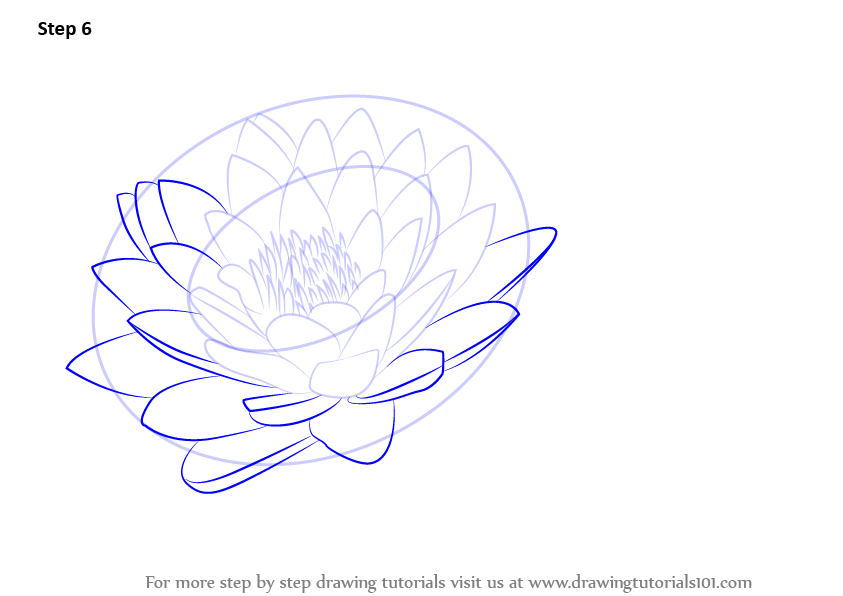 843x596 learn how to draw lily pad - Lilypad Drawing