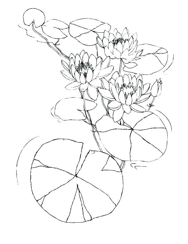 600x776 lily coloring pages download lily pad flower coloring pages water - Lilypad Drawing