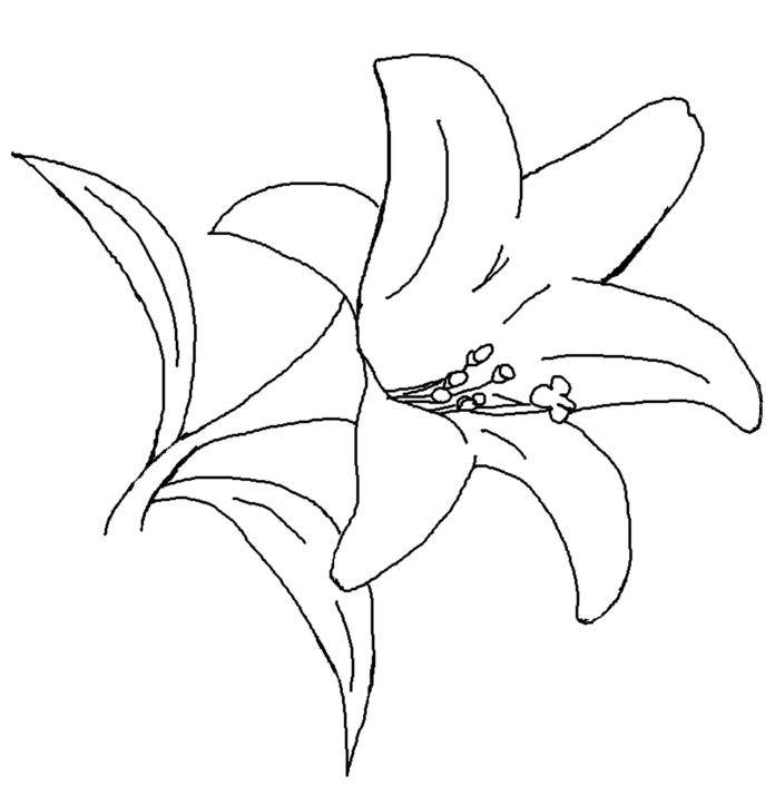 696x715 lily pad clipart flower drawing - Lilypad Drawing