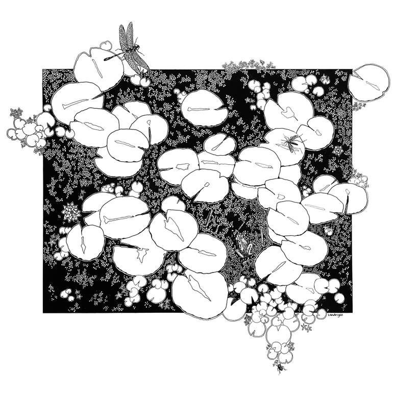 770x770 auntie joan's lily pad pond drawing - Lilypad Drawing