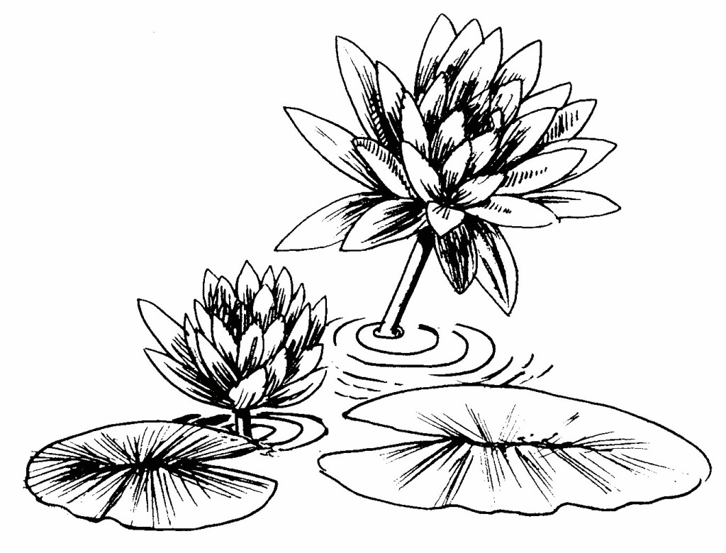 1024x780 printable lily pad coloring pages - Lilypad Drawing