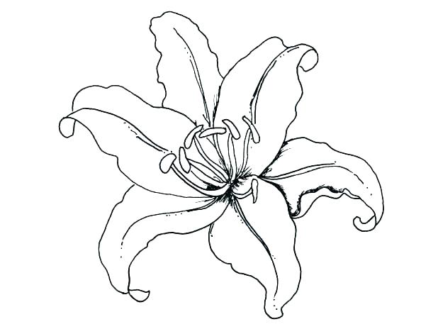 618x464 single flower coloring pages outline drawing of flowers lily - Lilypad Drawing