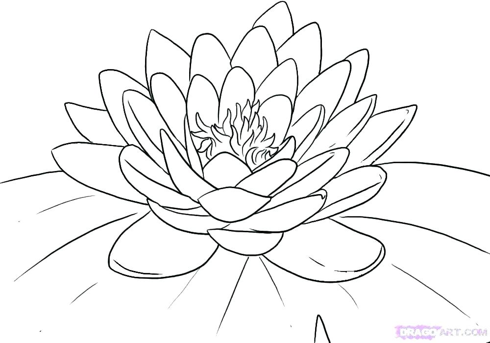 1000x700 flower drawing outline lily pad coloring - Lilypad Drawing
