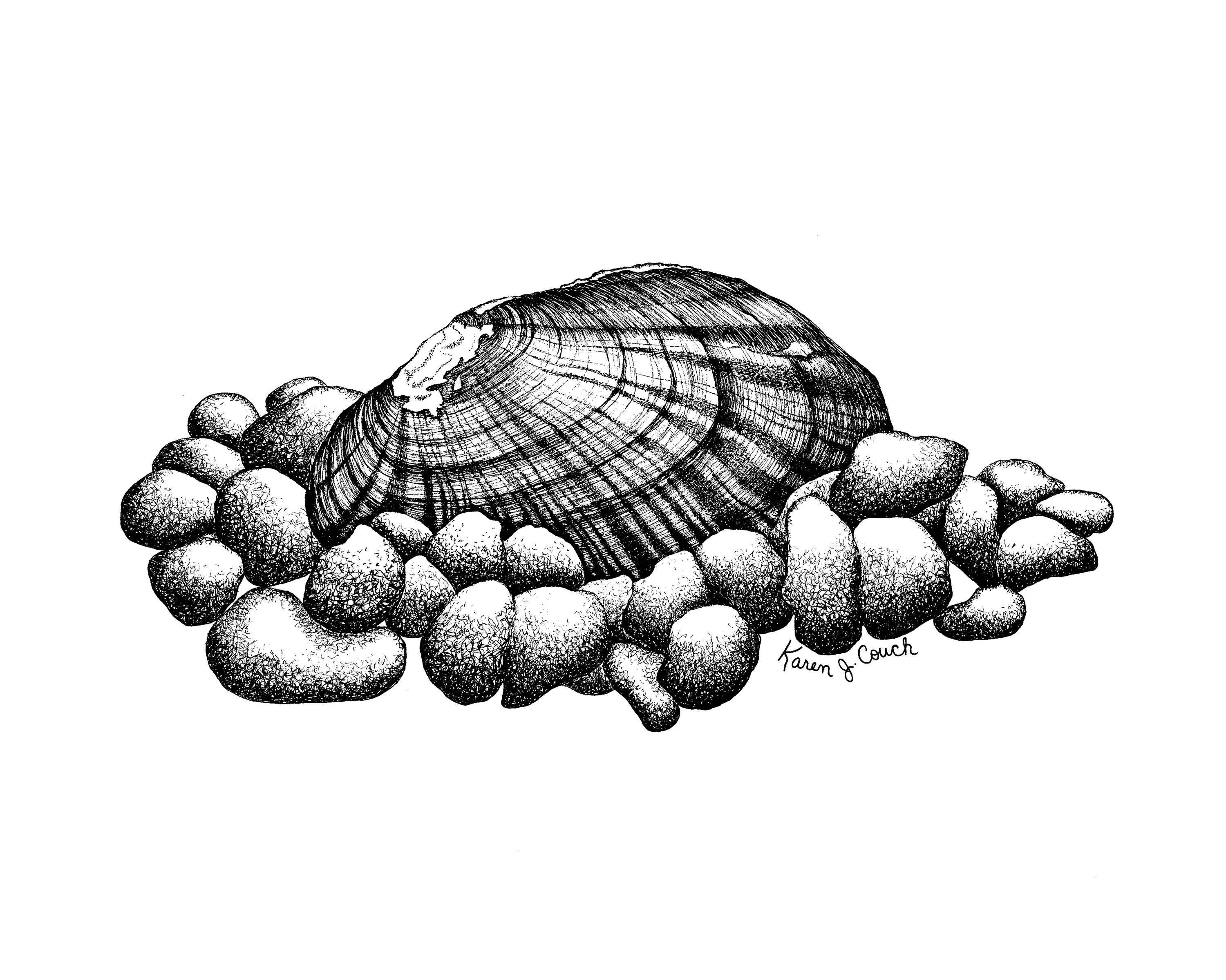 3000x2400 Fileline Drawing Of Mussels - Line Drawing