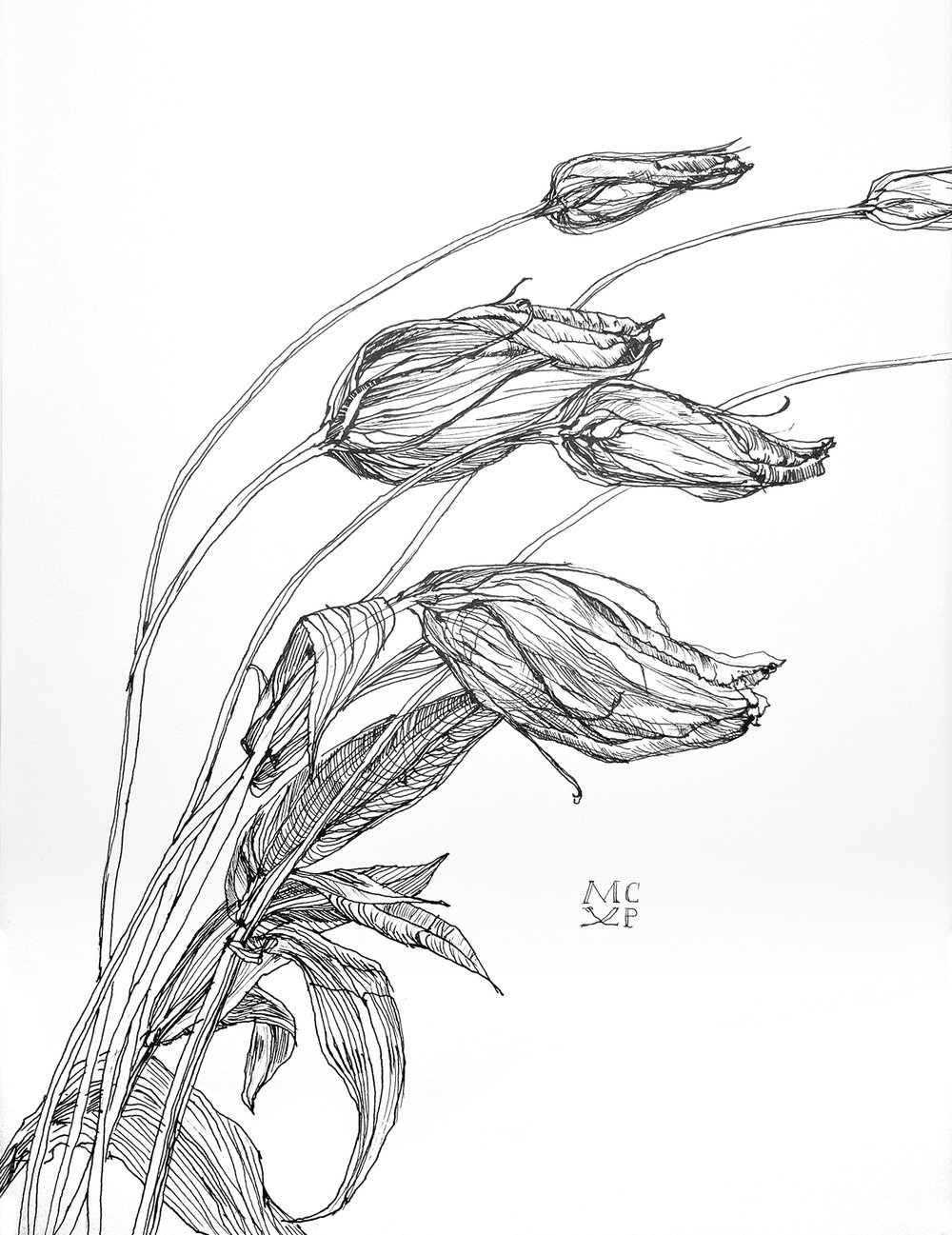 1000x1297 Line Drawings Melissa Carmon - Line Drawing