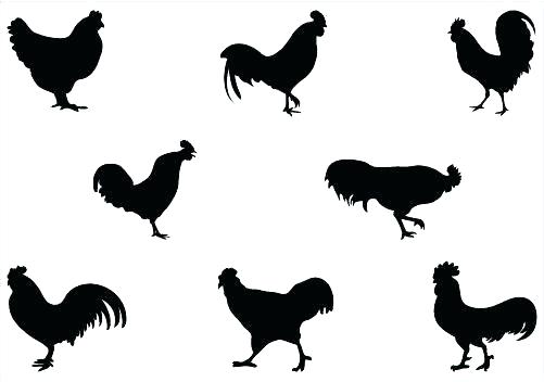 501x352 Chicken Outline Clip Art Rooster Line Drawing Chicken Free Chicken - Line Drawing Chicken