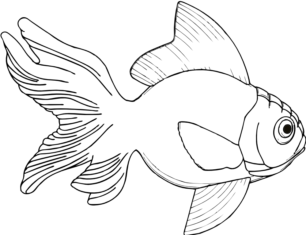 999x766 Koi Fish Line Drawing - Line Drawing Clipart