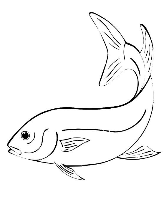 557x720 Fish Line Drawing Fish Line Drawing Art Drawing Ideas - Line Drawing Drawing