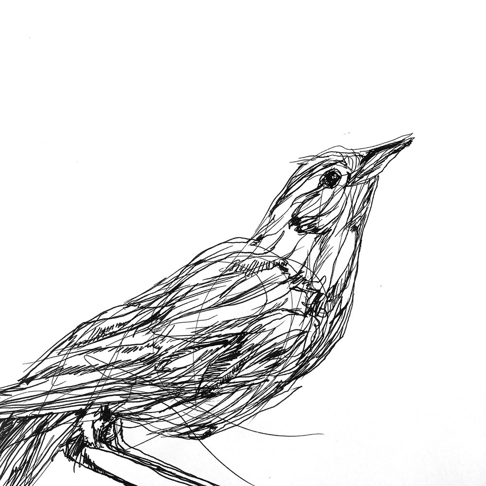 1000x1000 Line Drawings Melissa Carmon - Line Drawing Drawing