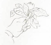 179x160 Selected Drawings And Graphic Work - Line Drawing Drawing