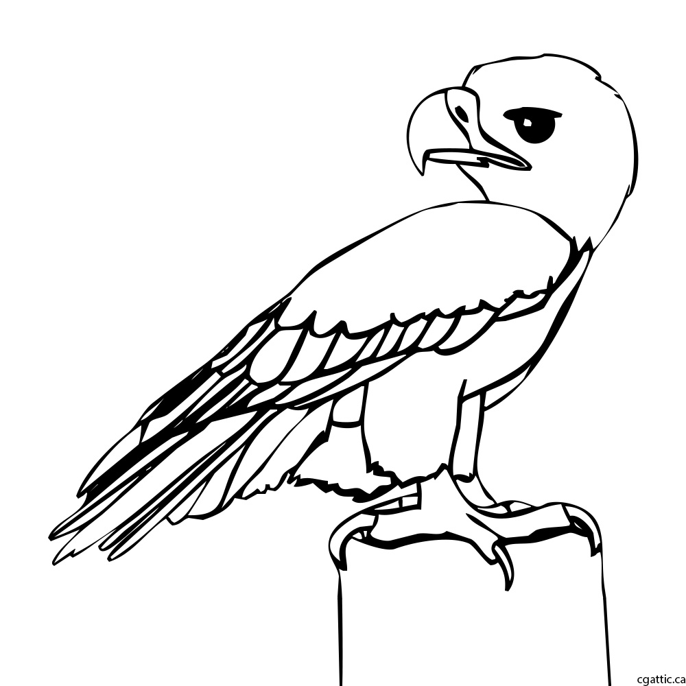 1000x1000 Eagle Cartoon Drawing In Steps With Photoshop - Line Drawing Eagle