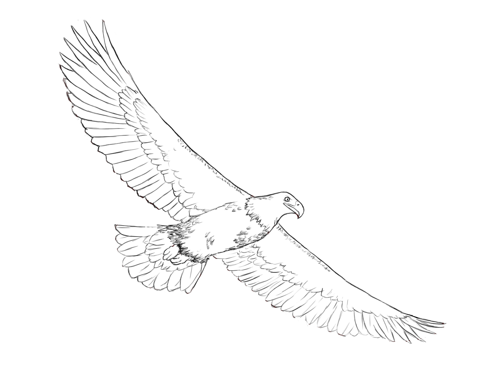 1600x1200 How To Draw An Eagle - Line Drawing Eagle
