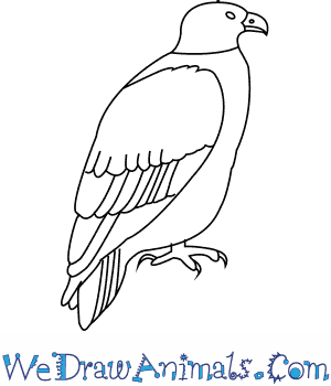300x350 How To Draw A White Tailed Eagle - Line Drawing Eagle