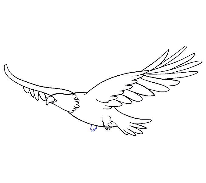 678x600 How To Draw An Eagle In A Few Easy Steps Easy Drawing Guides - Line Drawing Eagle