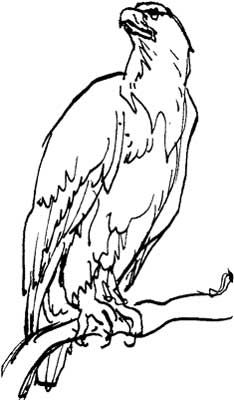 234x400 Best Eagle Sketches Images Eagle Drawing, Eagle Painting - Line Drawing Eagle
