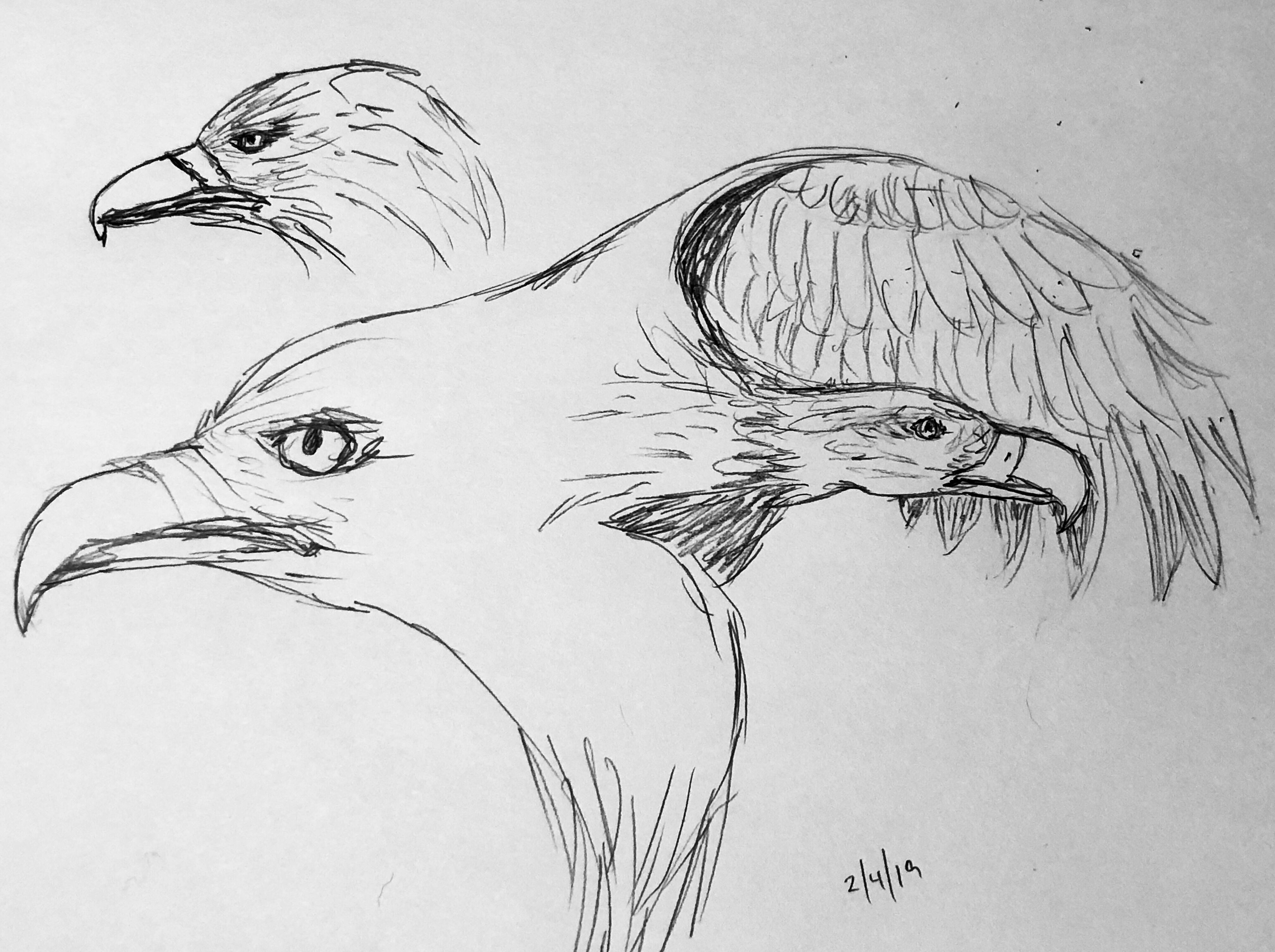 4032x3012 Line Drawing - Line Drawing Eagle