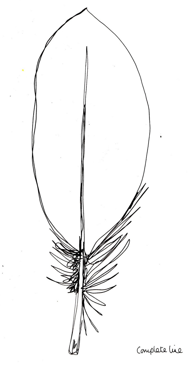 824x1600 Feathers Galore Sarah Jane Walsh - Line Drawing Feather