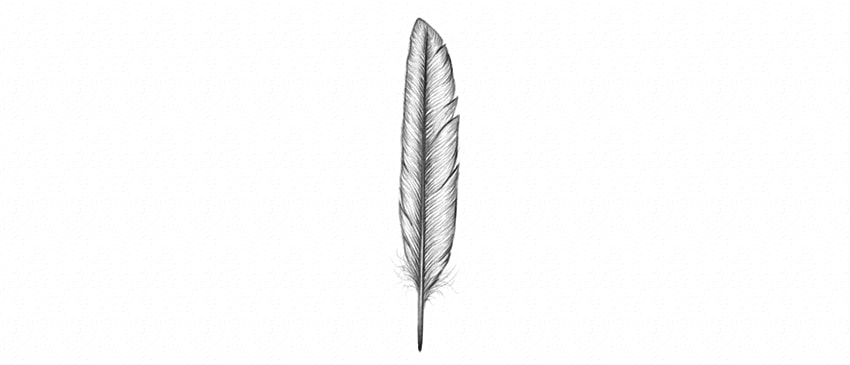 850x365 How To Draw Feathers - Line Drawing Feather