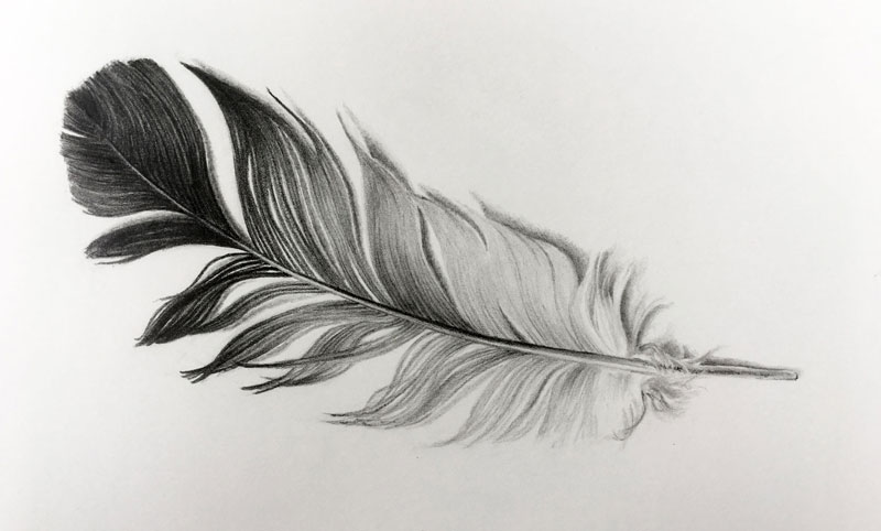 800x482 How To Draw A Feather - Line Drawing Feather