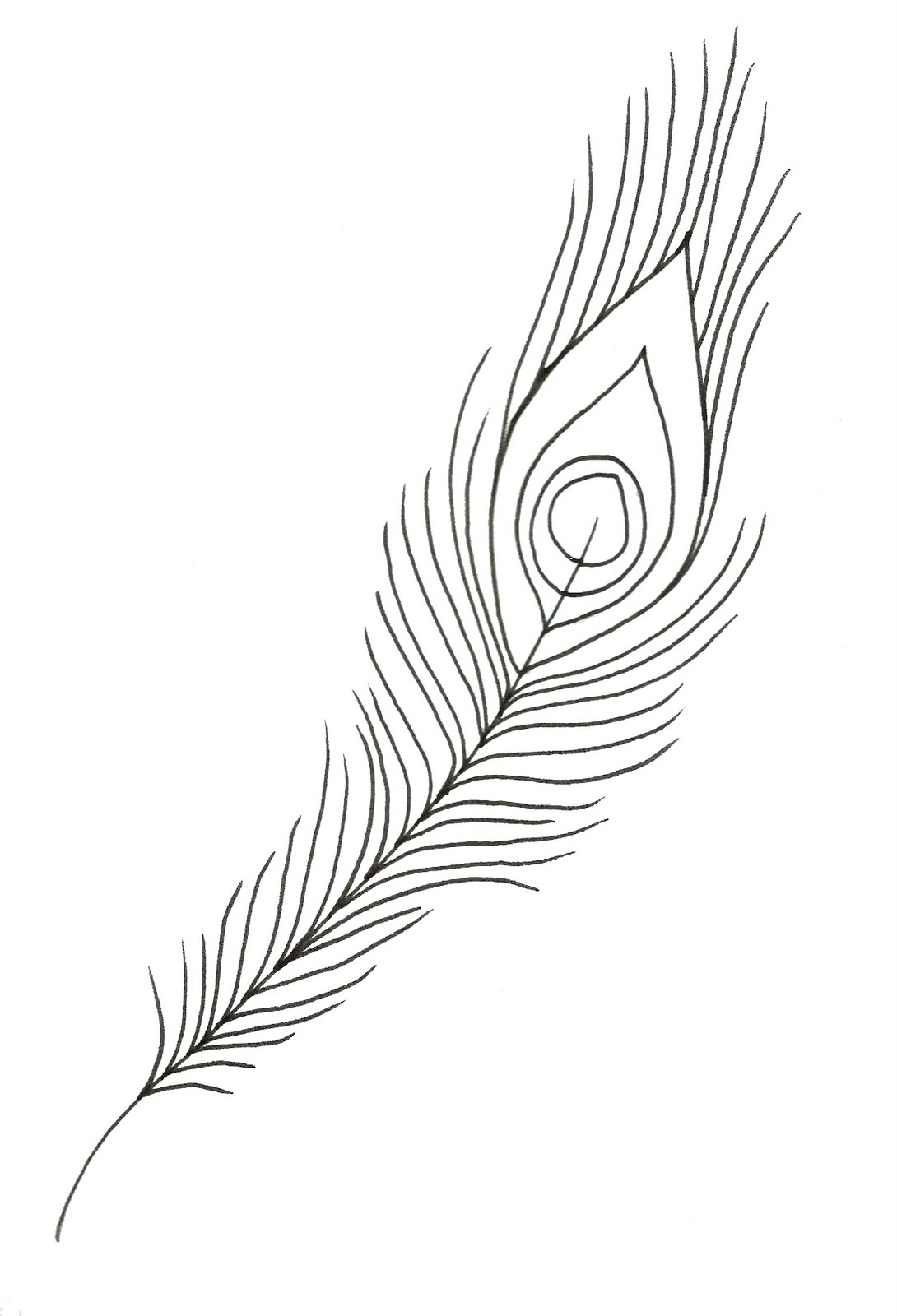 1090x1600 Peacock Feather Line Drawing - Line Drawing Feather
