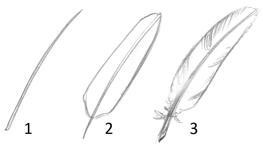 892x520 Technique Tuesday How To Draw Feathers - Line Drawing Feather