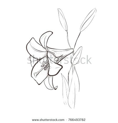 450x470 Drawing Lily Flower Lily Sketch Drawing Of A Flower Lily Flower - Line Drawing Lily