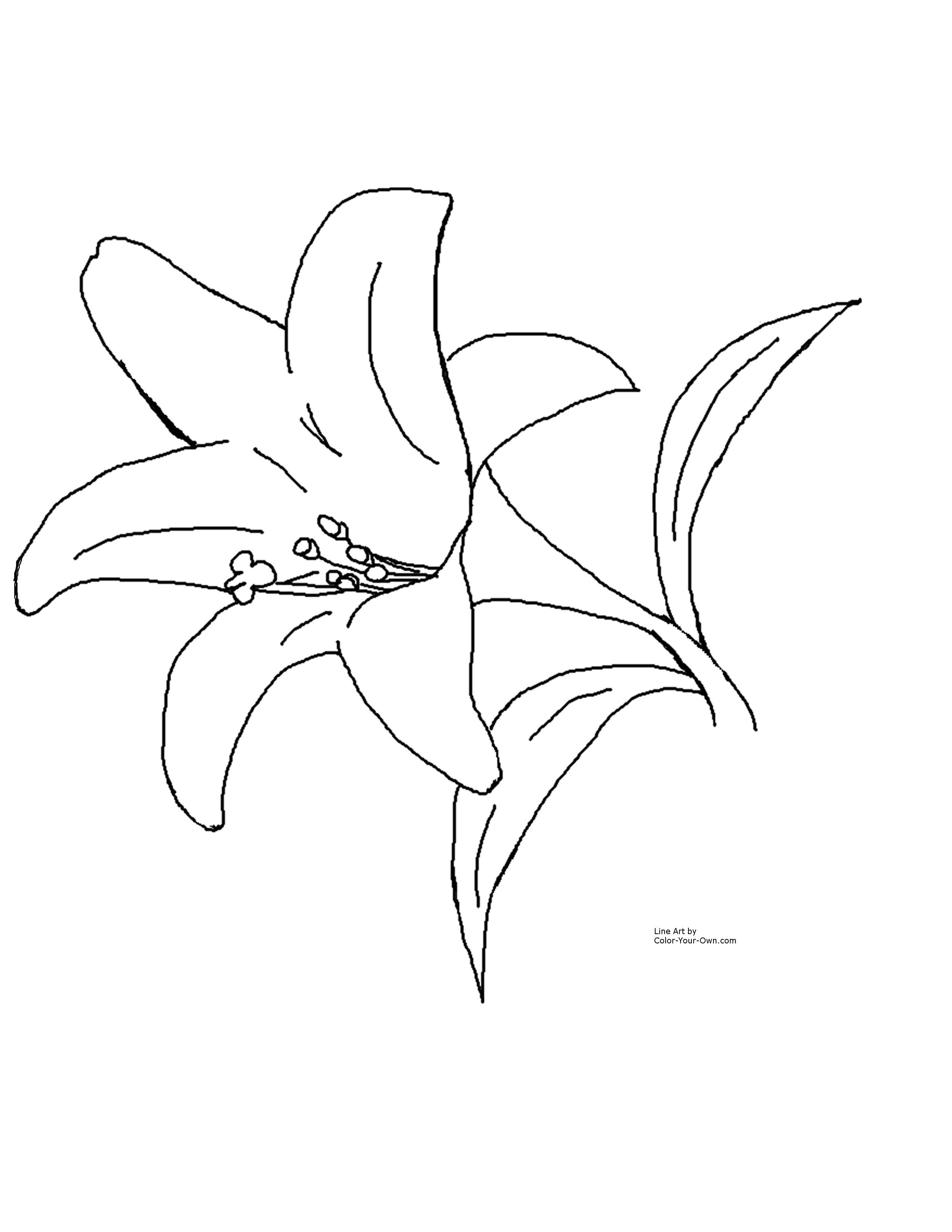 2550x3300 Easy Drawing Of Lily Flower Lily Tattoos - Line Drawing Lily