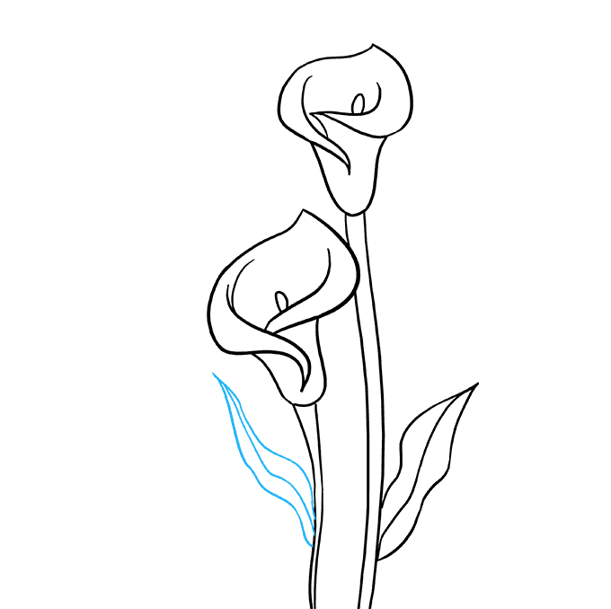 680x678 How To Draw A Calla Lily - Line Drawing Lily