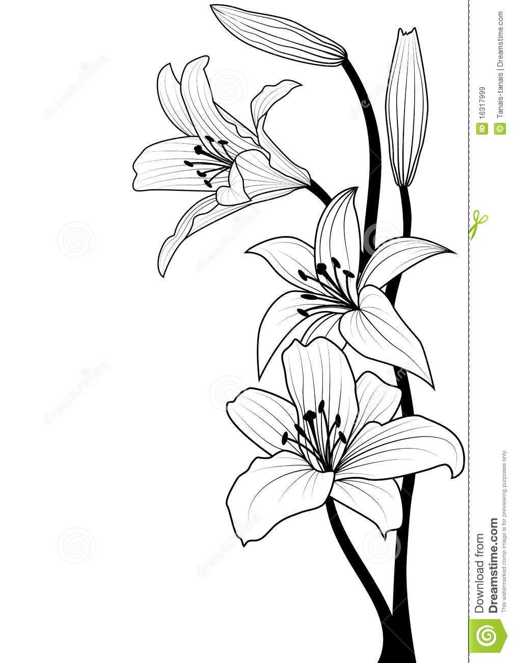 1009x1300 Lily - Line Drawing Lily