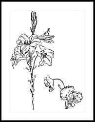 195x250 Lily And Poppy Flower Line Drawing Drawing - Line Drawing Lily