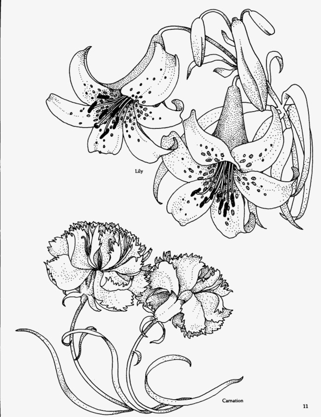 650x844 lily flowers line drawing, line clipart, lily, line drawing png - Line Drawing Lily