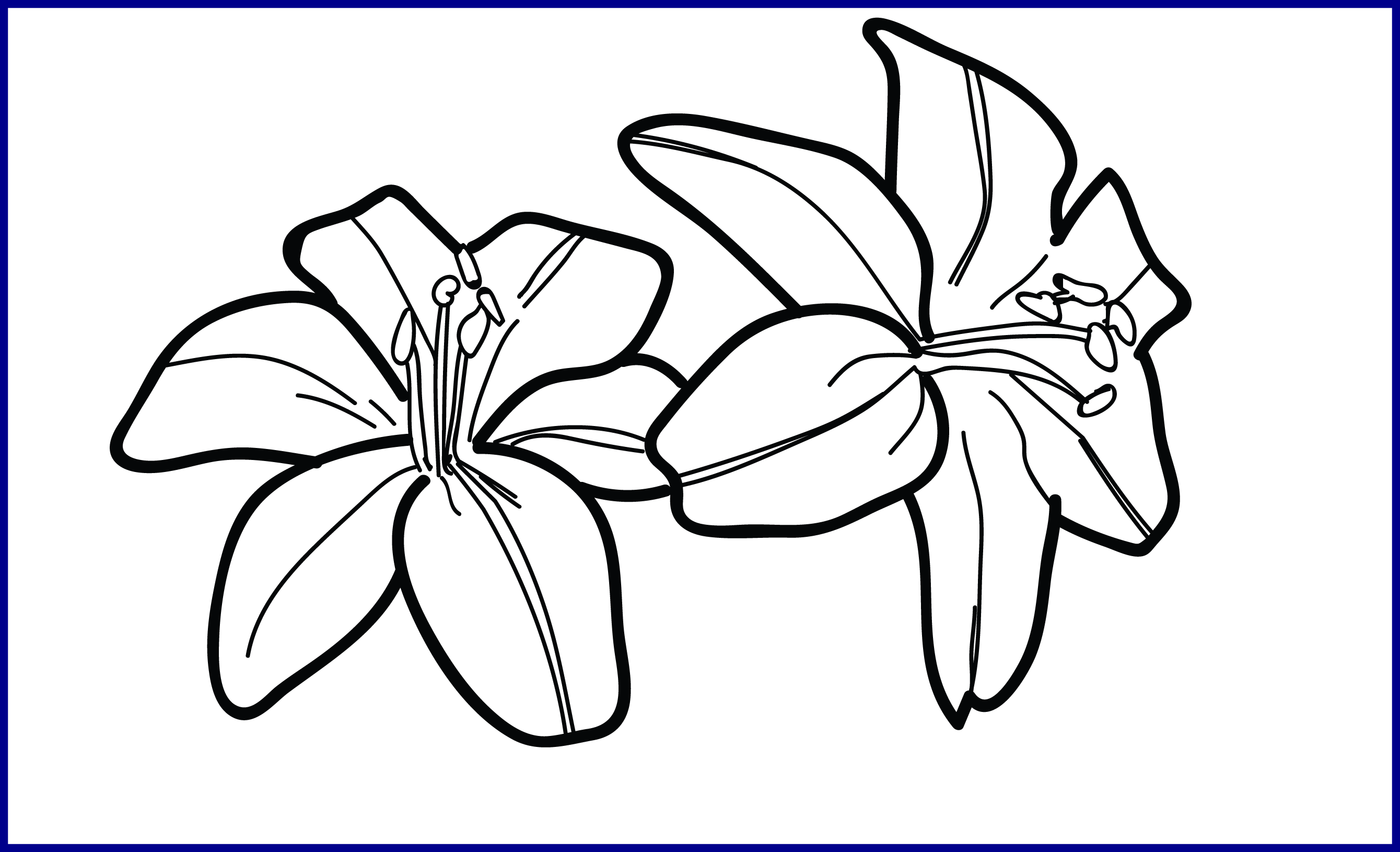 2680x1630 Lily Line Drawing - Line Drawing Lily