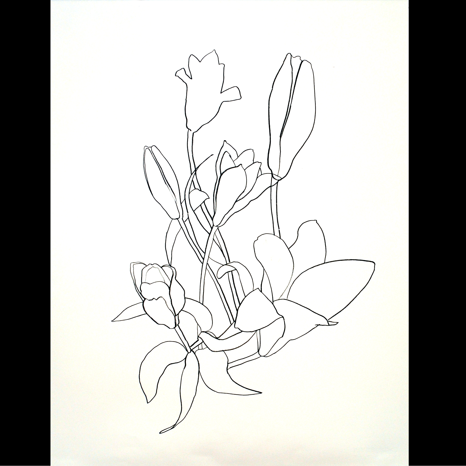 1920x1920 Lily Line Drawing Jamaica Plain Open Studios - Line Drawing Lily