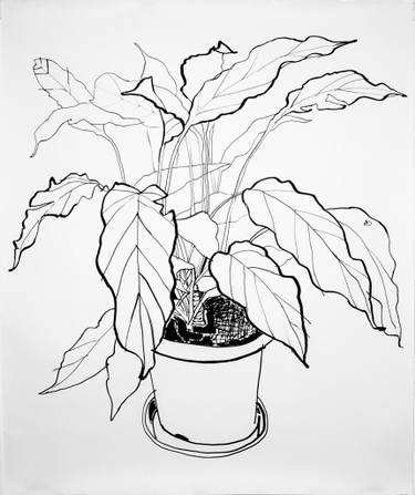 375x447 Peace Lily Drawing - Line Drawing Lily