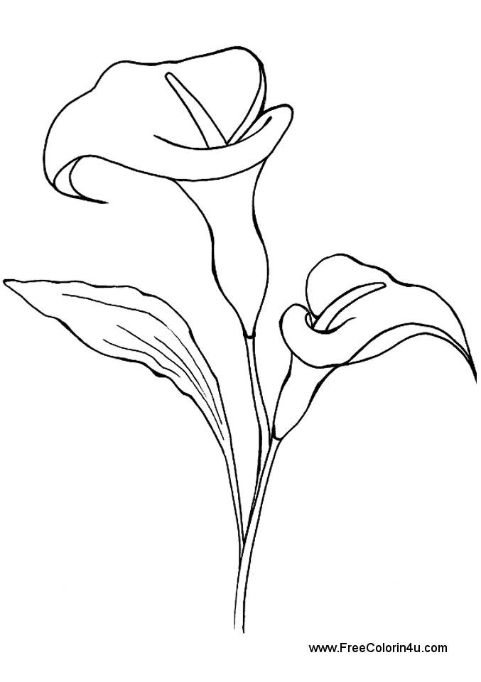 677x960 Calla Lily Lilies Drawing, Lily Painting - Line Drawing Lily