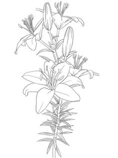 236x314 Z Flowers Drawings Of Lily - Line Drawing Lily