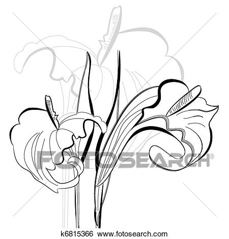 450x470 Calla Lily Clipart Line Drawing - Line Drawing Lily