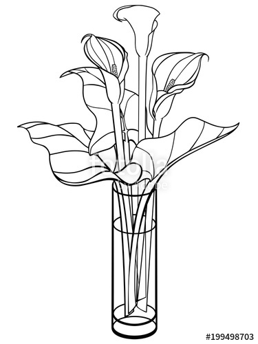 375x500 Callas In A Vase Calla, Lily With Leaves Flowers In A Glass Vase - Line Drawing Lily