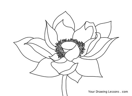 550x403 How To Draw A Lotus Flower Your Drawing Lessons - Line Drawing Lotus Flower