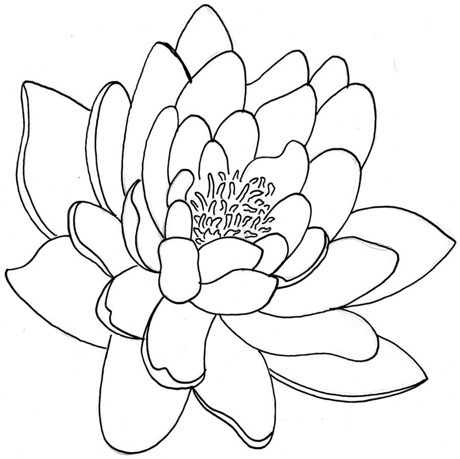 900x898 line drawing lotus flower and line drawing lotus flower lotus - Line Drawing Lotus Flower