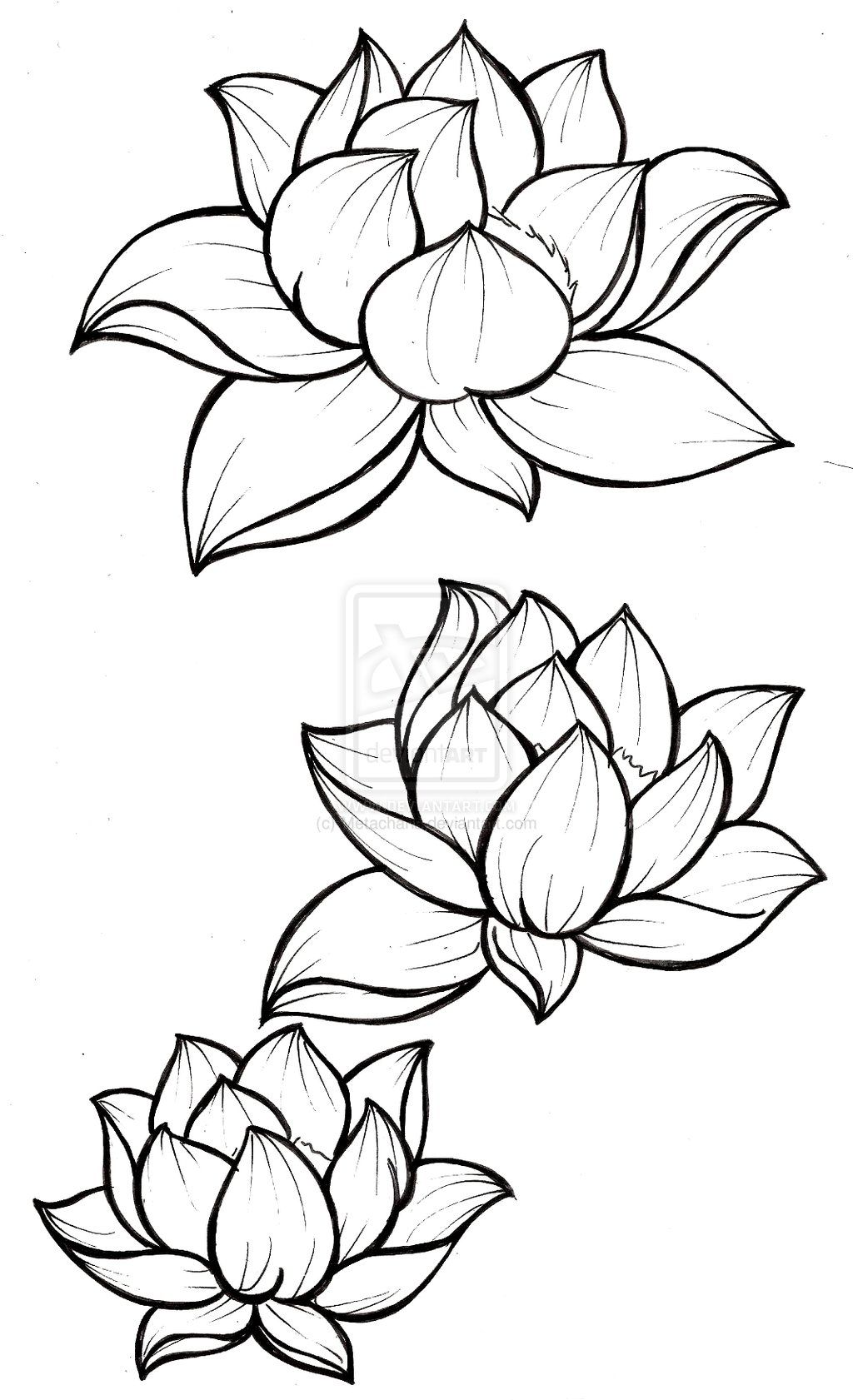 Line Drawing Lotus Flower at Explore collection of