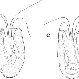 320x320 Line Drawings - Line Drawing Of A Crown