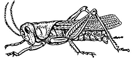 Line Drawing Of A Grasshopper at PaintingValley.com | Explore ...