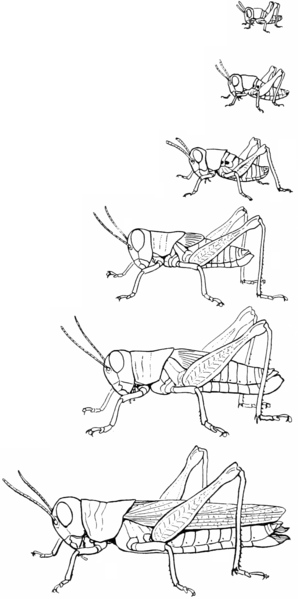 298x599 Grasshopper Science For Kids Growing With Science Blog - Line Drawing Of A Grasshopper