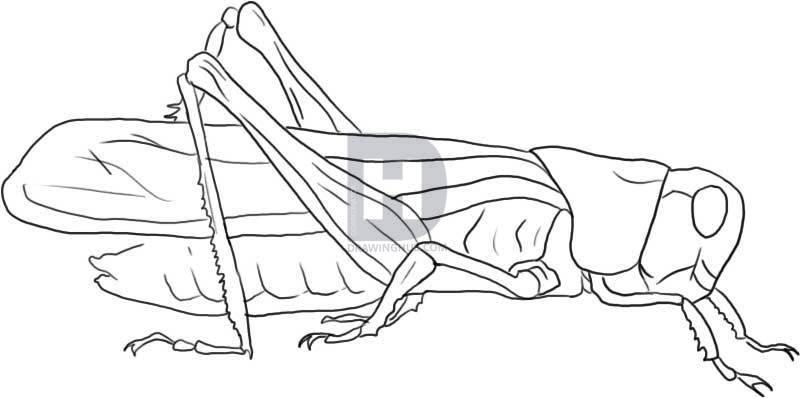 801x398 How To Draw A Grasshopper, Step - Line Drawing Of A Grasshopper