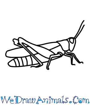 300x350 How To Draw A Field Grasshopper - Line Drawing Of A Grasshopper