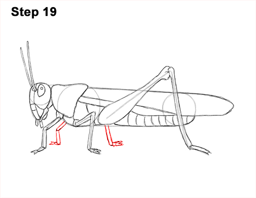 500x386 How To Draw A Grasshopper - Line Drawing Of A Grasshopper